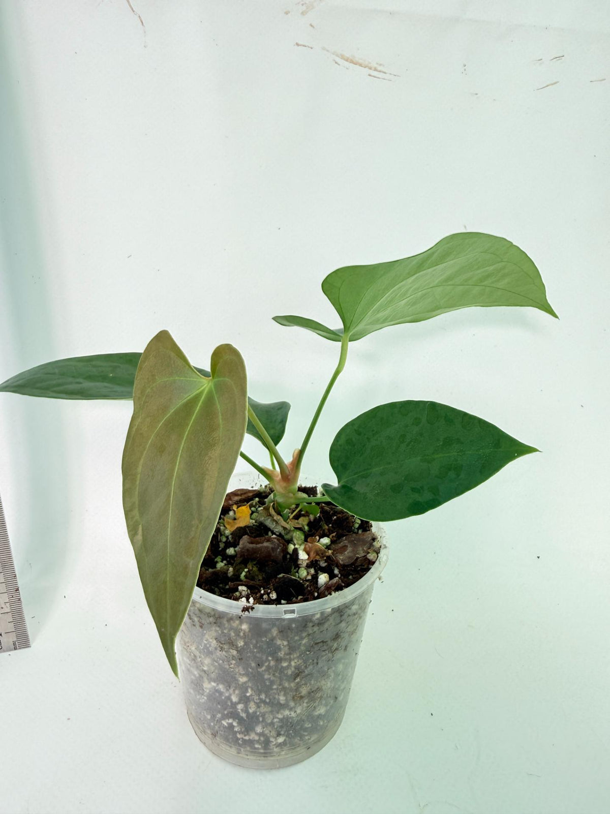 Anthurium Nigrolaminum Gigi 2