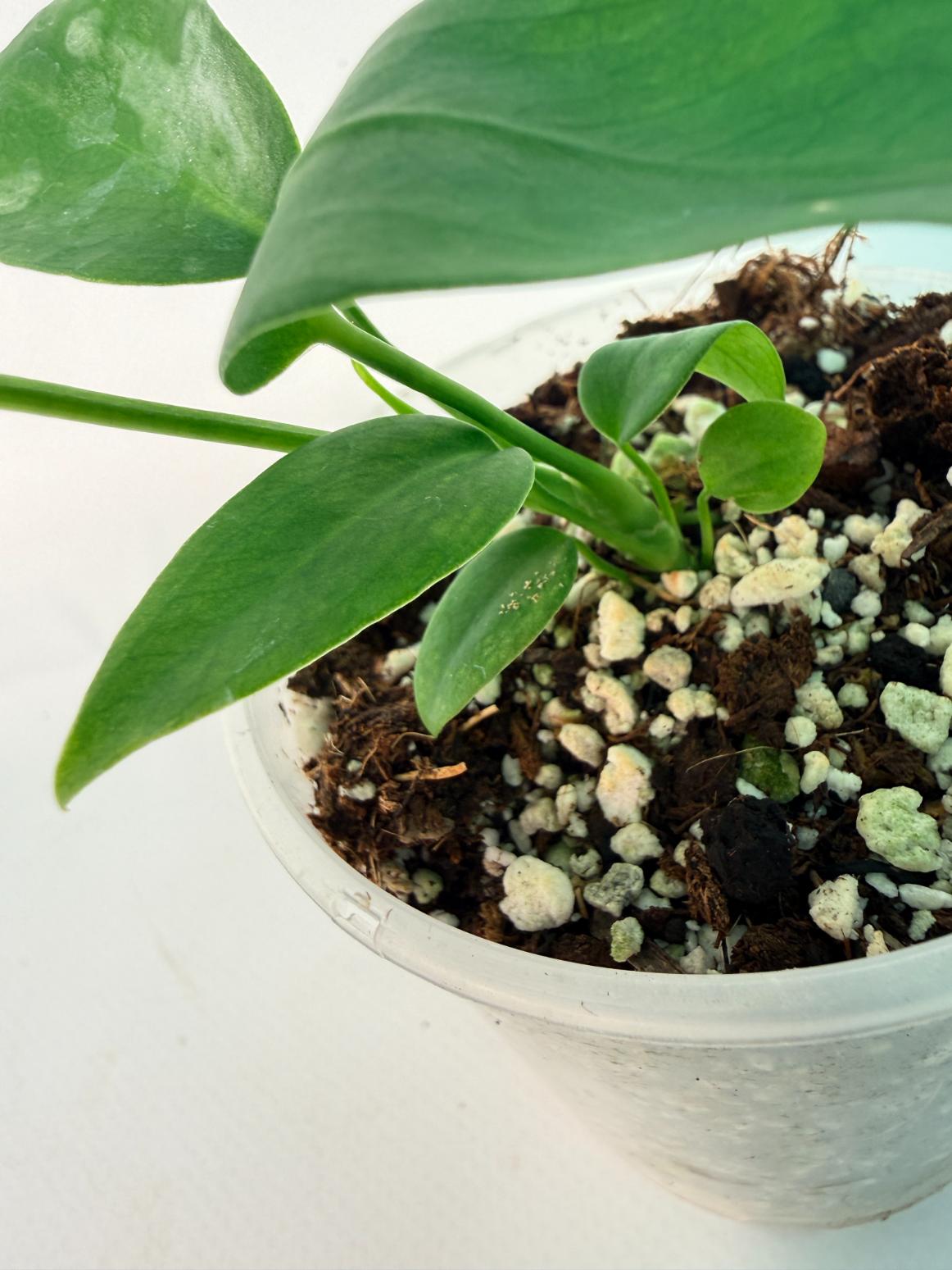 Anthurium Pallidiflorum 09