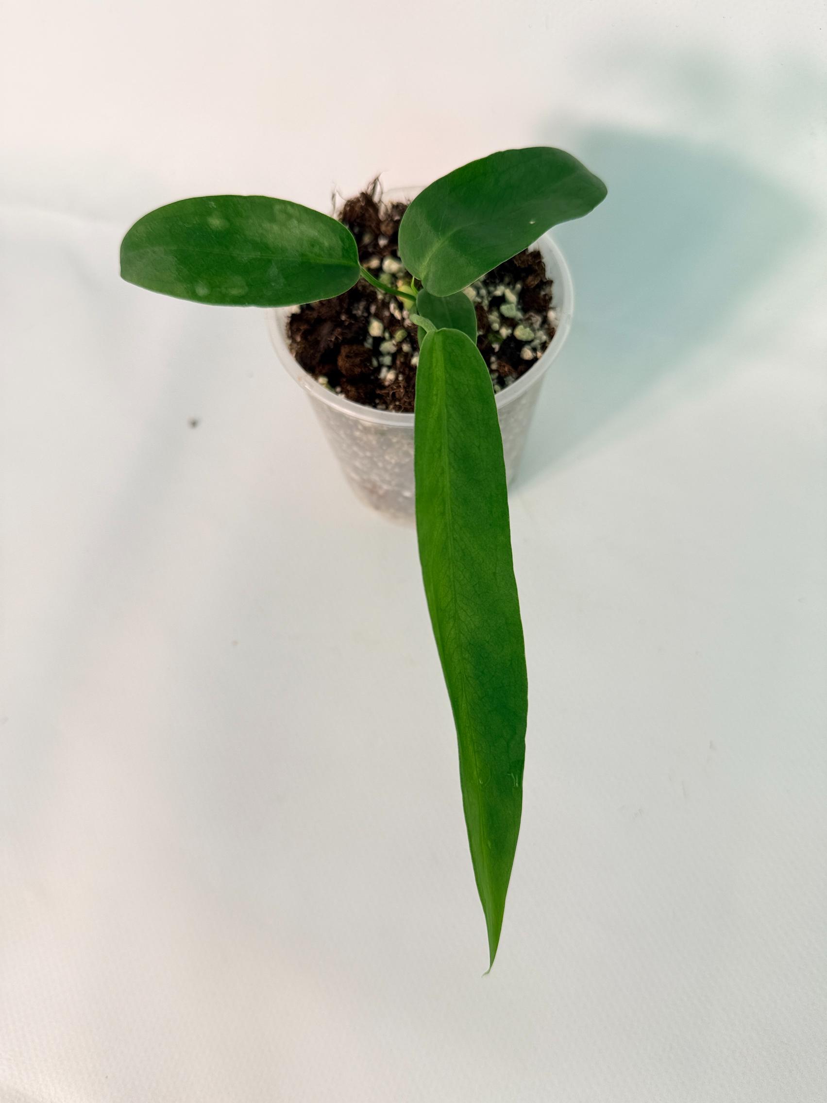 Anthurium Pallidiflorum 02