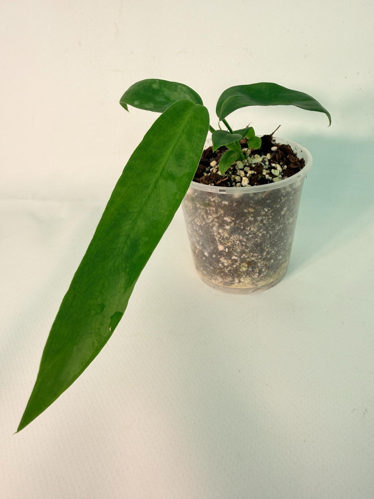 Anthurium Pallidiflorum 03