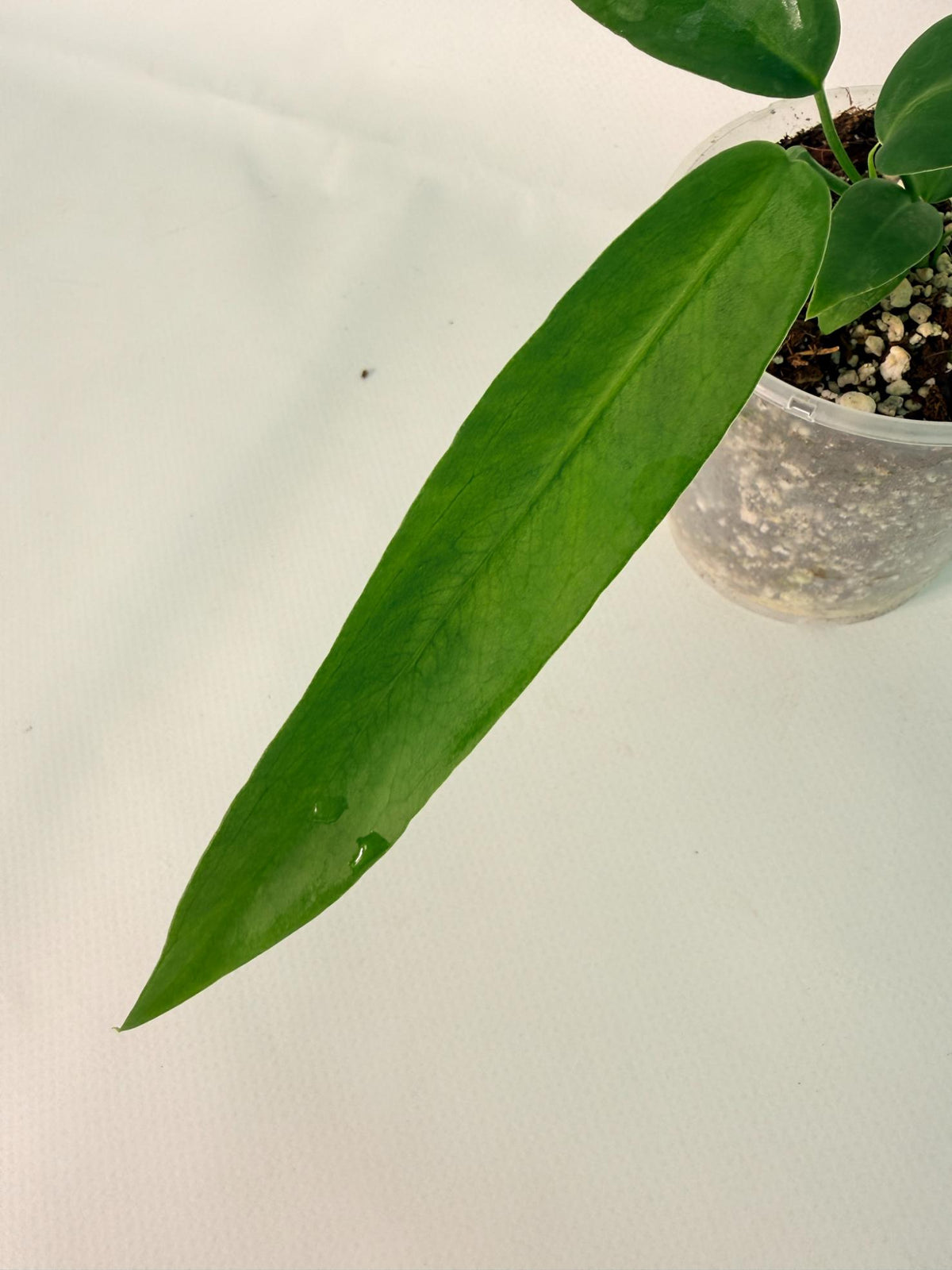 Anthurium Pallidiflorum 04