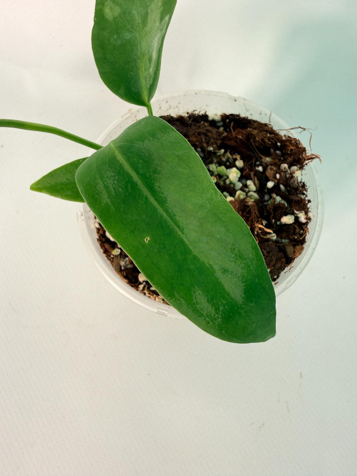 Anthurium Pallidiflorum 05