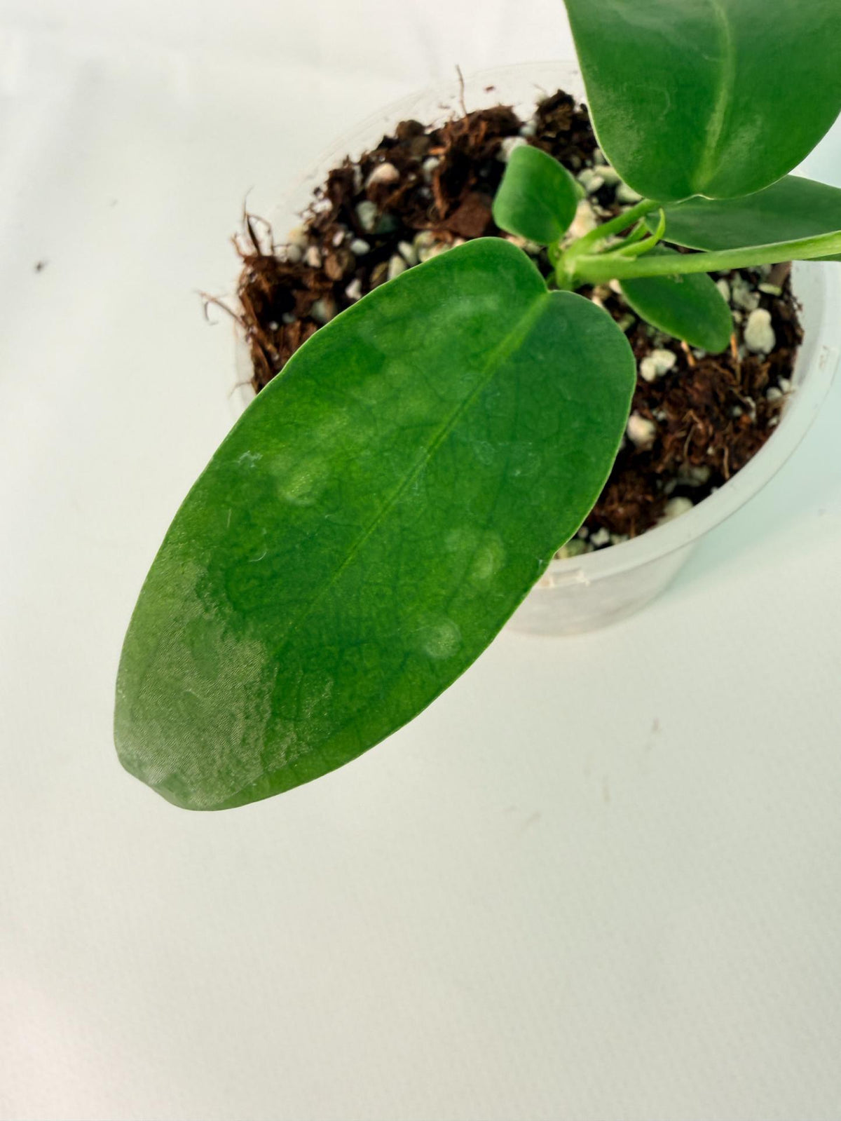 Anthurium Pallidiflorum 06