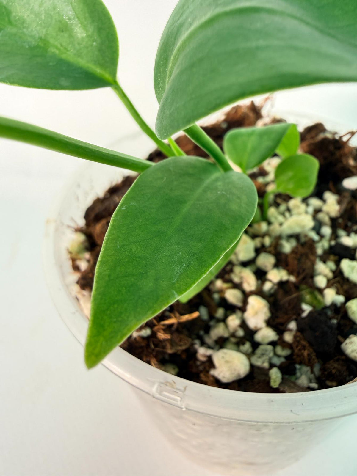 Anthurium Pallidiflorum 01