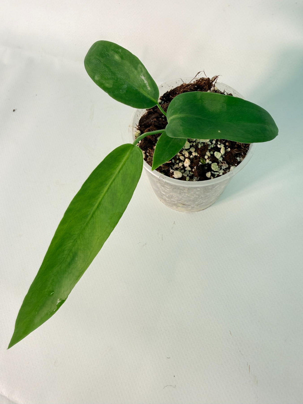 Anthurium Pallidiflorum 07
