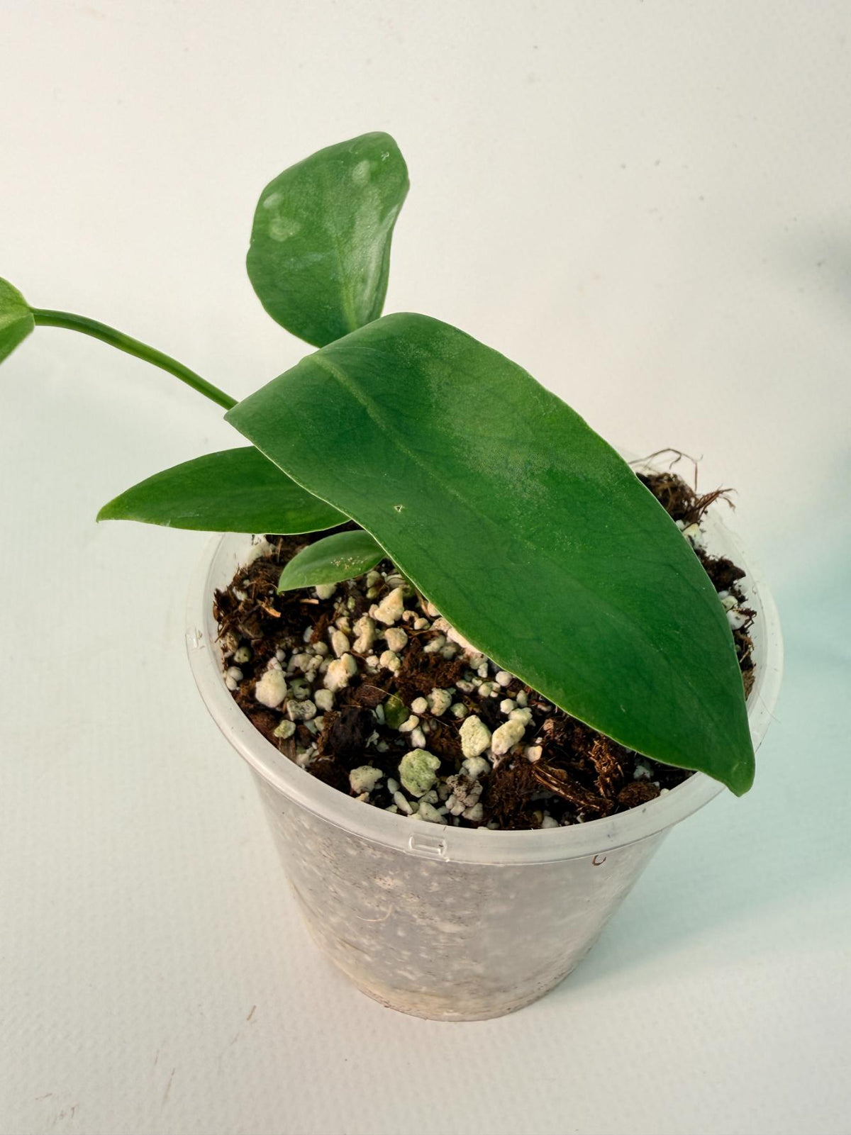 Anthurium Pallidiflorum 08