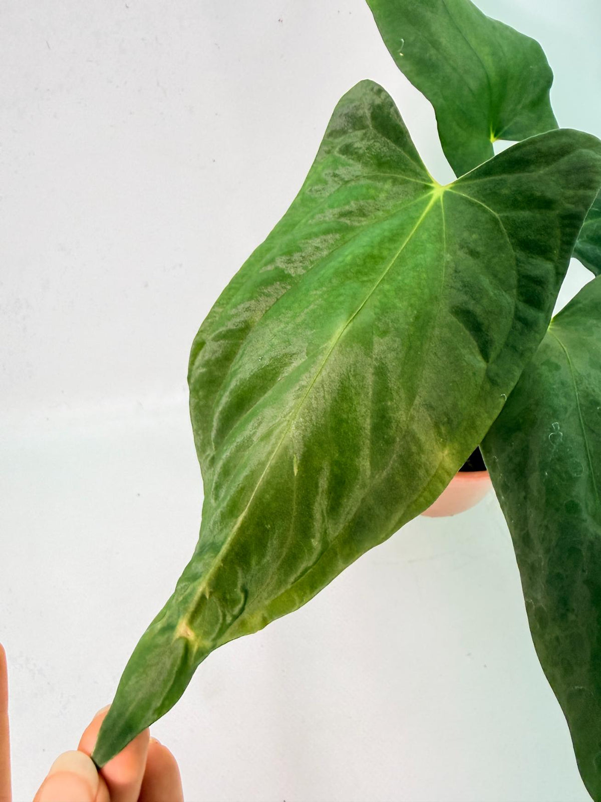 Anthurium Papillilaminum 02