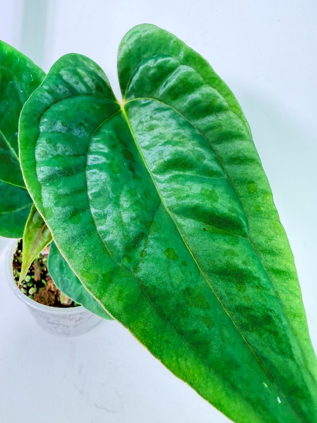 Anthurium Papillilaminum Guna Yana x Papillilaminum Fort Sherman x Dark Phoenix 2