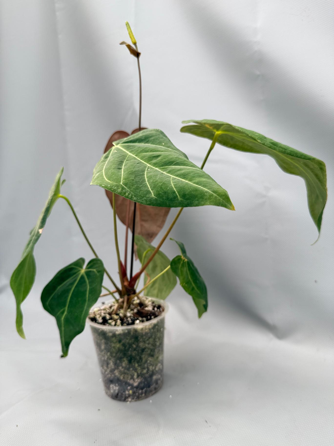 Anthurium Papillilaminum x Magnificum