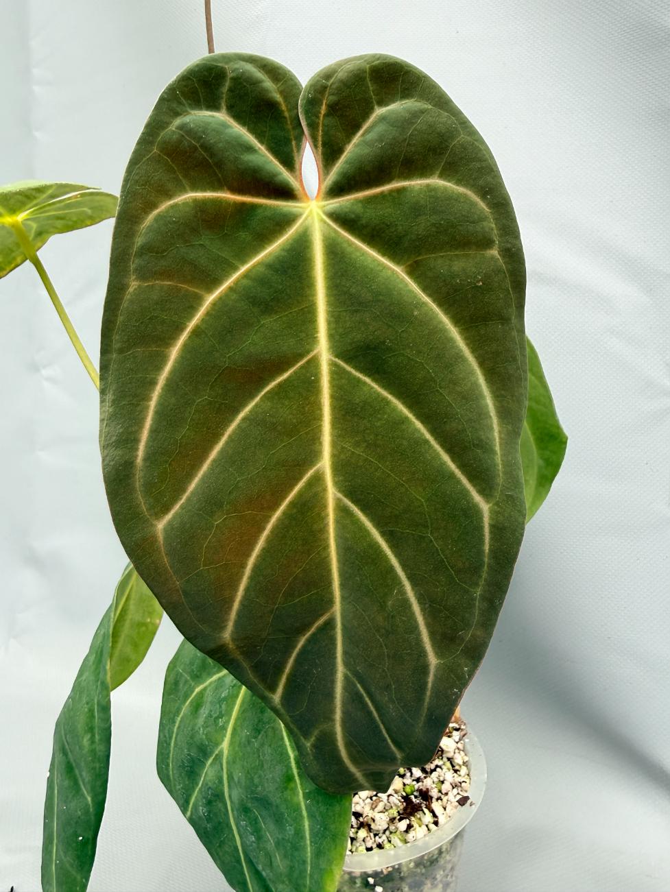 anthurium papillilaminum x magnificum Anthurium Papillilaminum x Magnificum