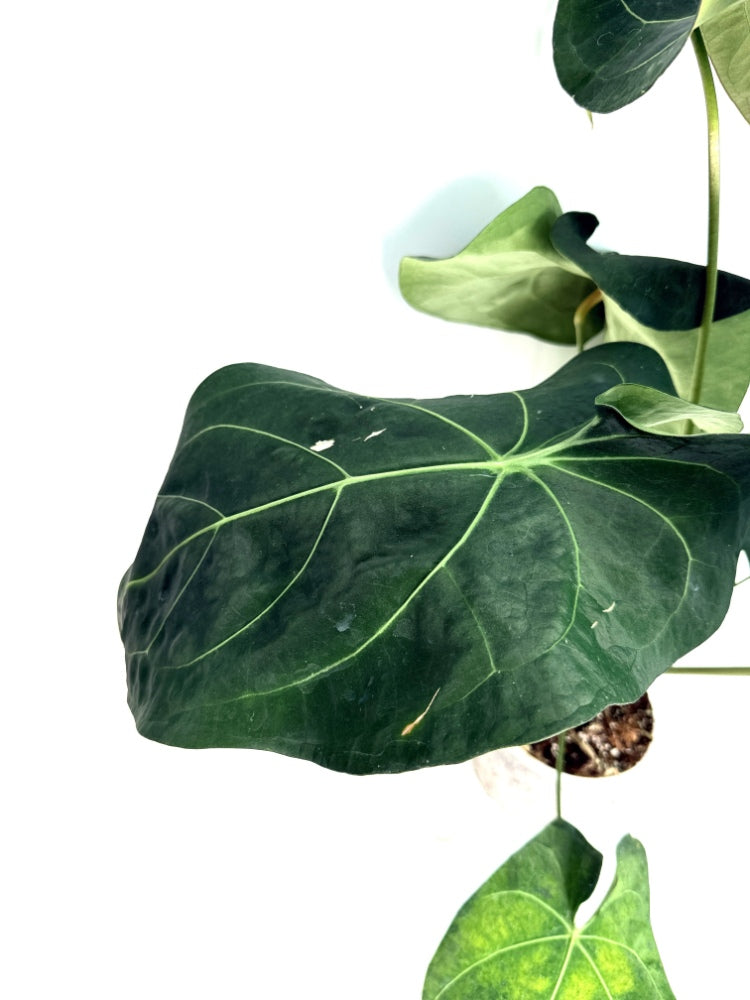 Anthurium_Papillilaminum_x_Magnificum