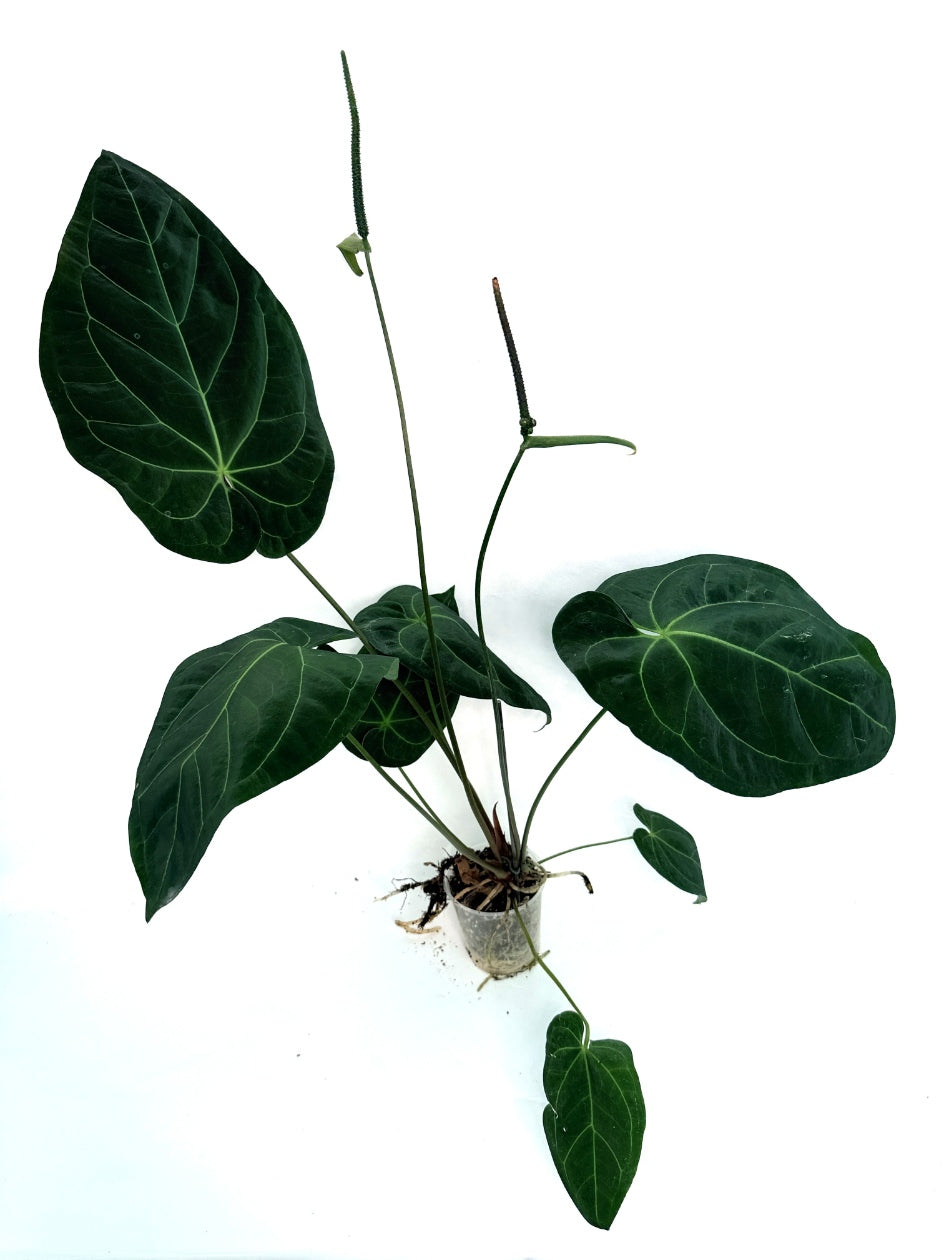 Anthurium Papillilaminum x Magnificum