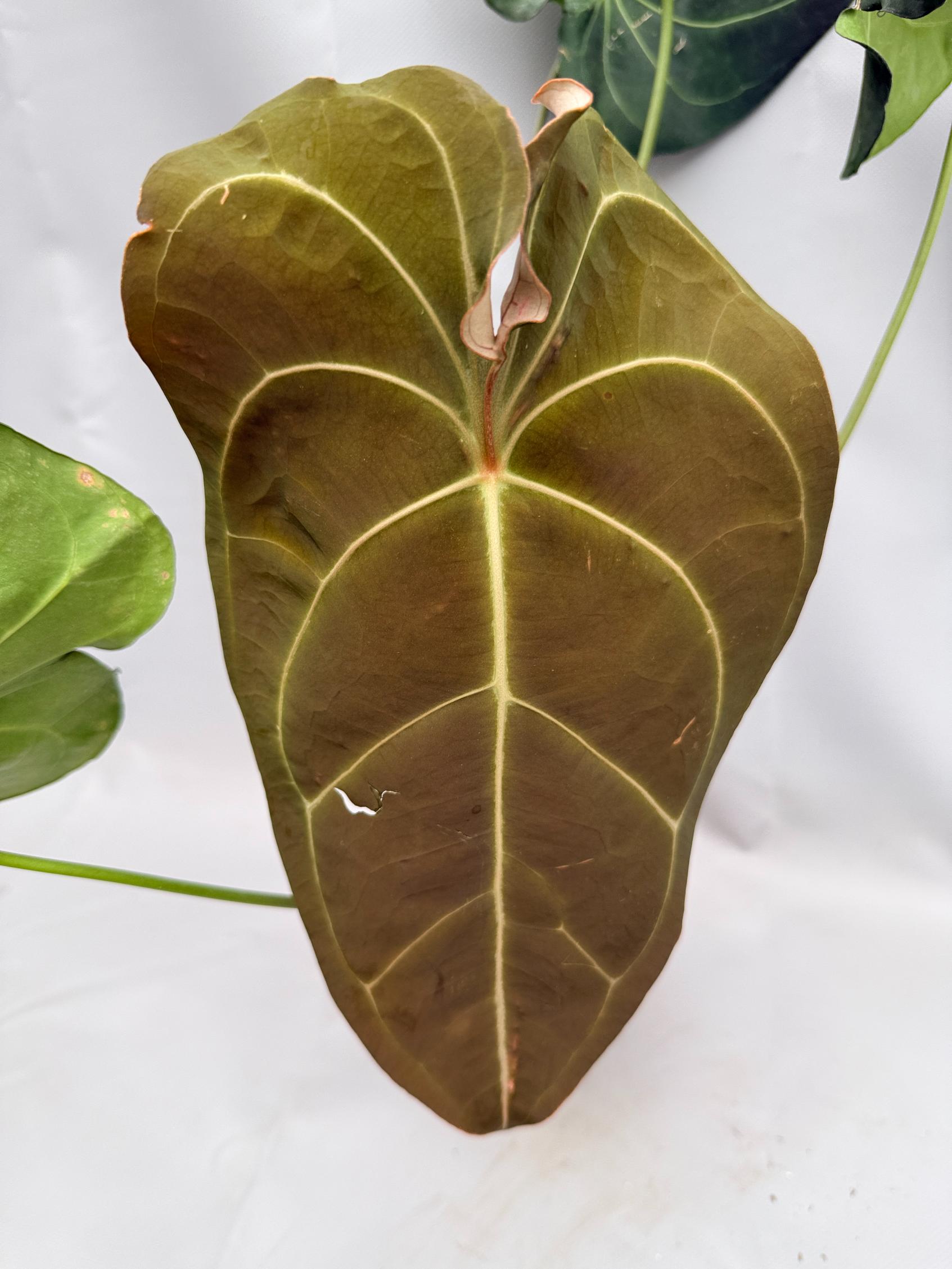 Anthurium Papillilaminum x Magnificum 02