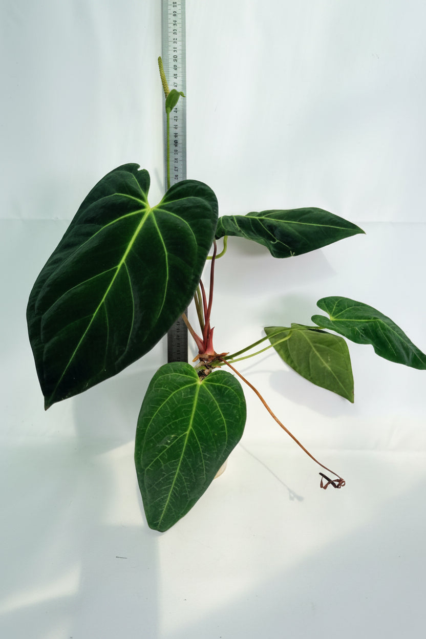 Anthurium_Papillilaminum_x_Magnificum_0