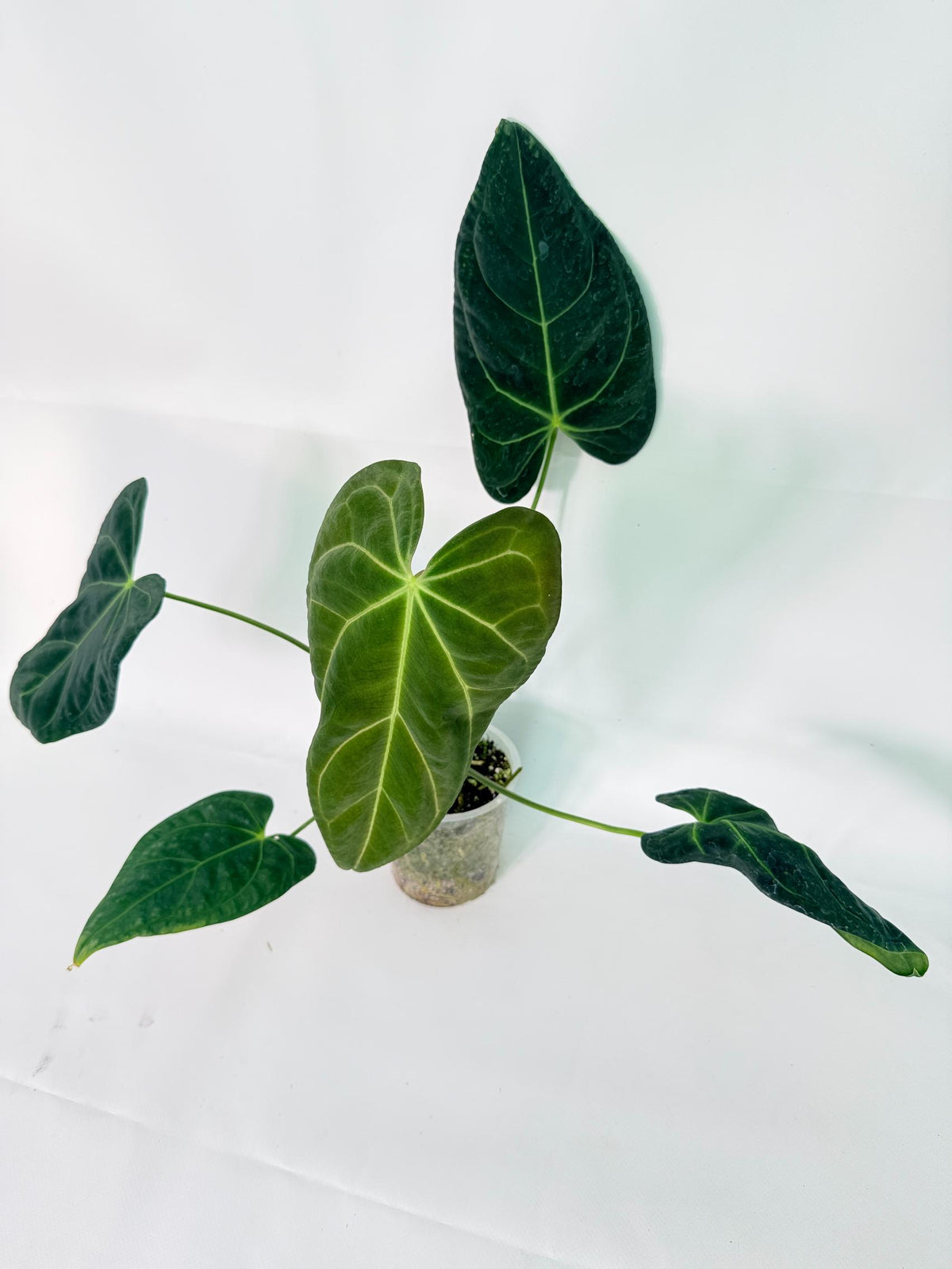 Anthurium Papillilaminum x Magnificum 02