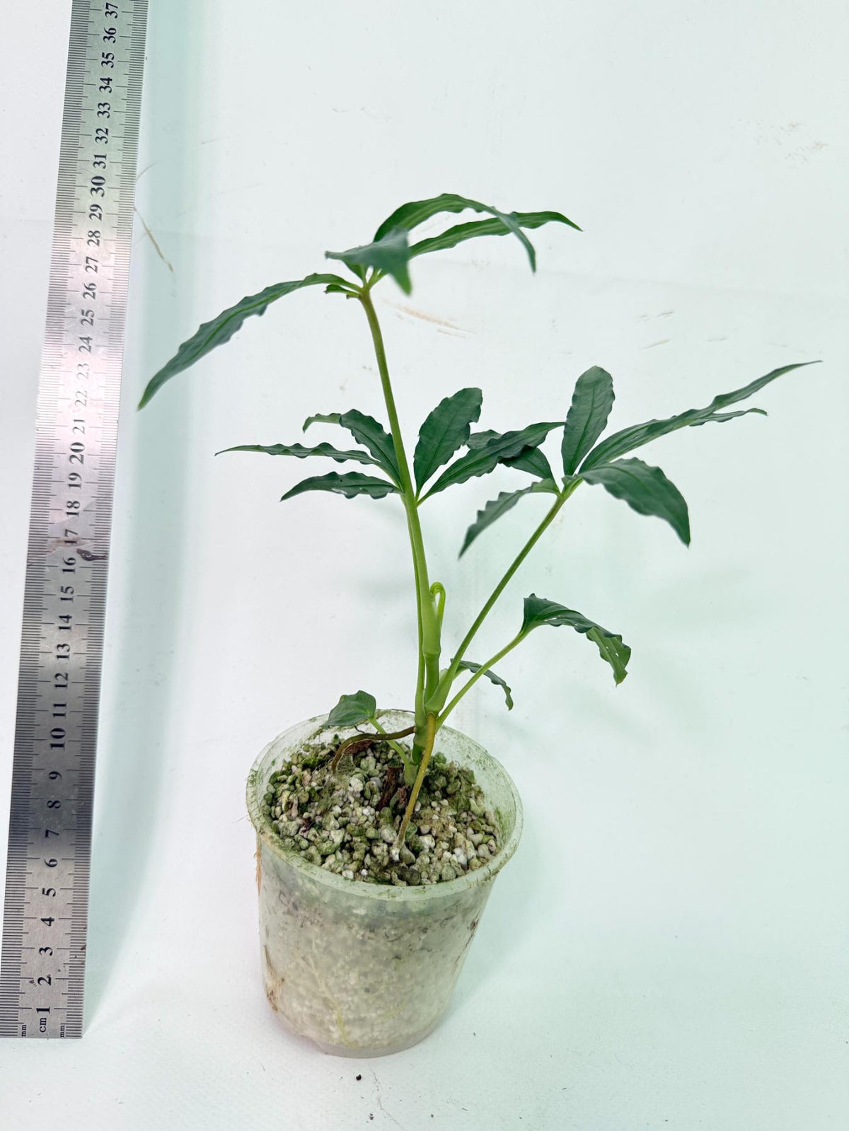 Anthurium Polyschistum 2