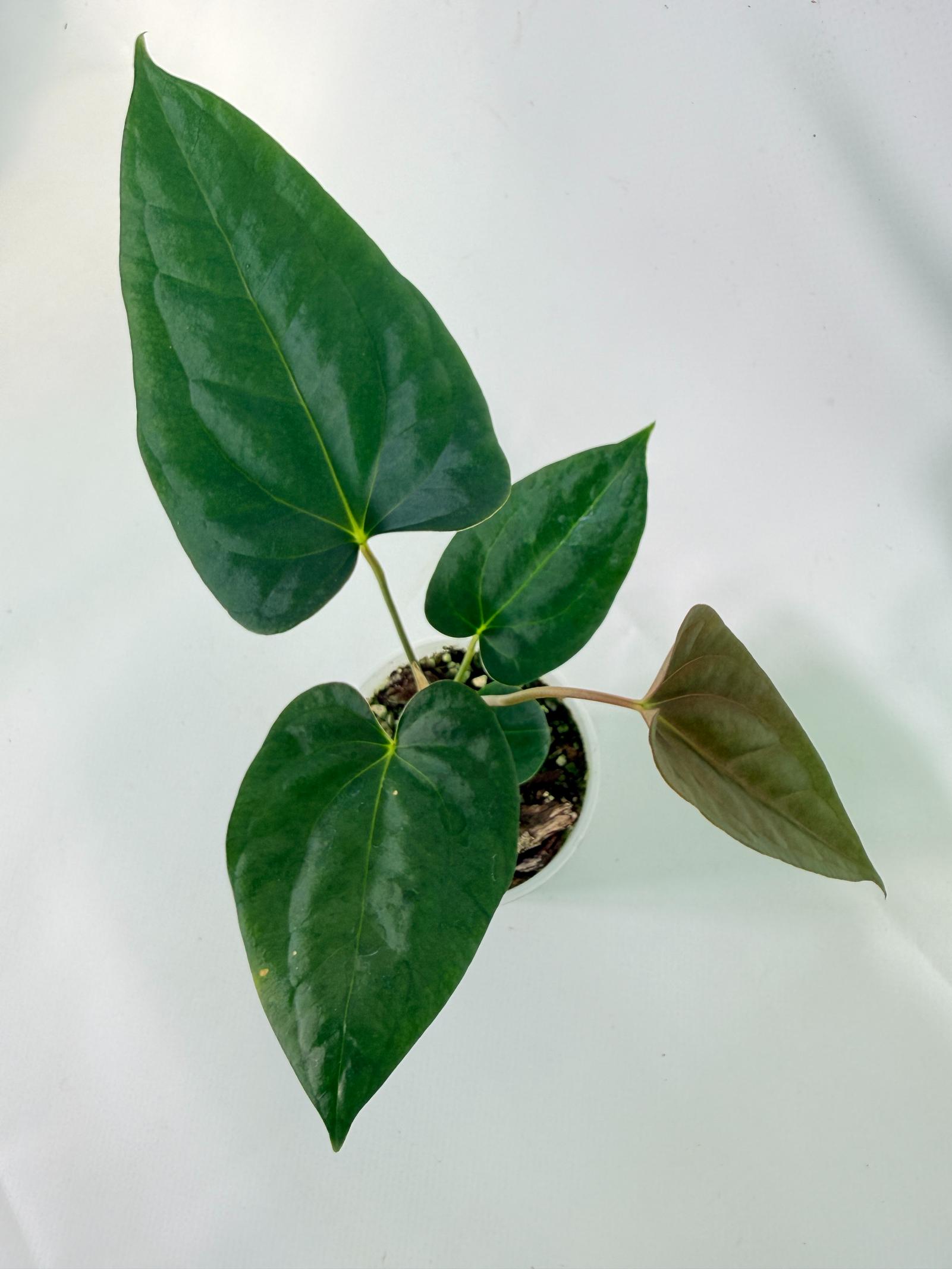 Anthurium Portillae x Dark Phoenix 01
