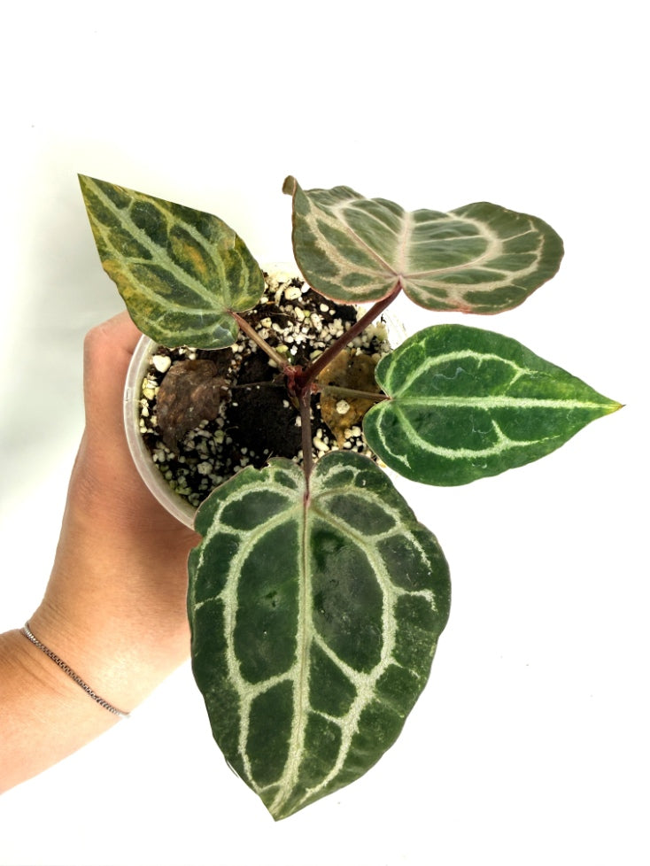 anthurium baby red Anthurium Red Crystallinum