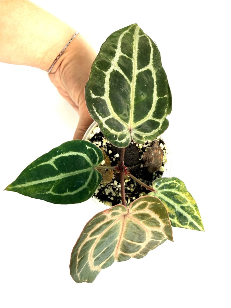 Anthurium_Red_Crystallinum