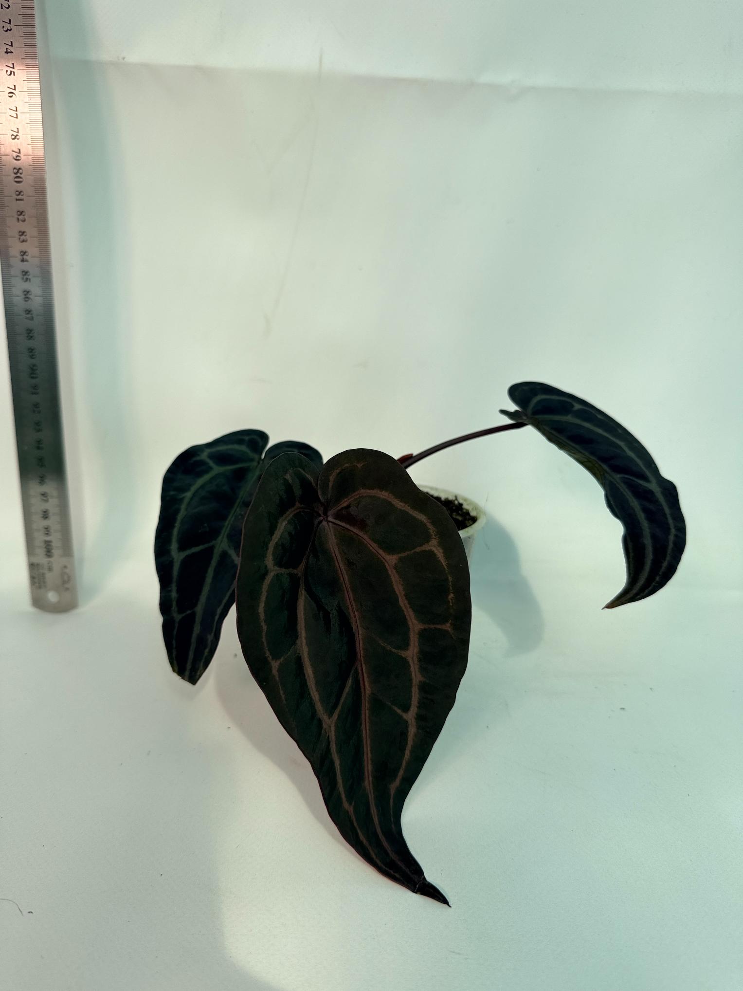 Anthurium Red Crystallinum 2