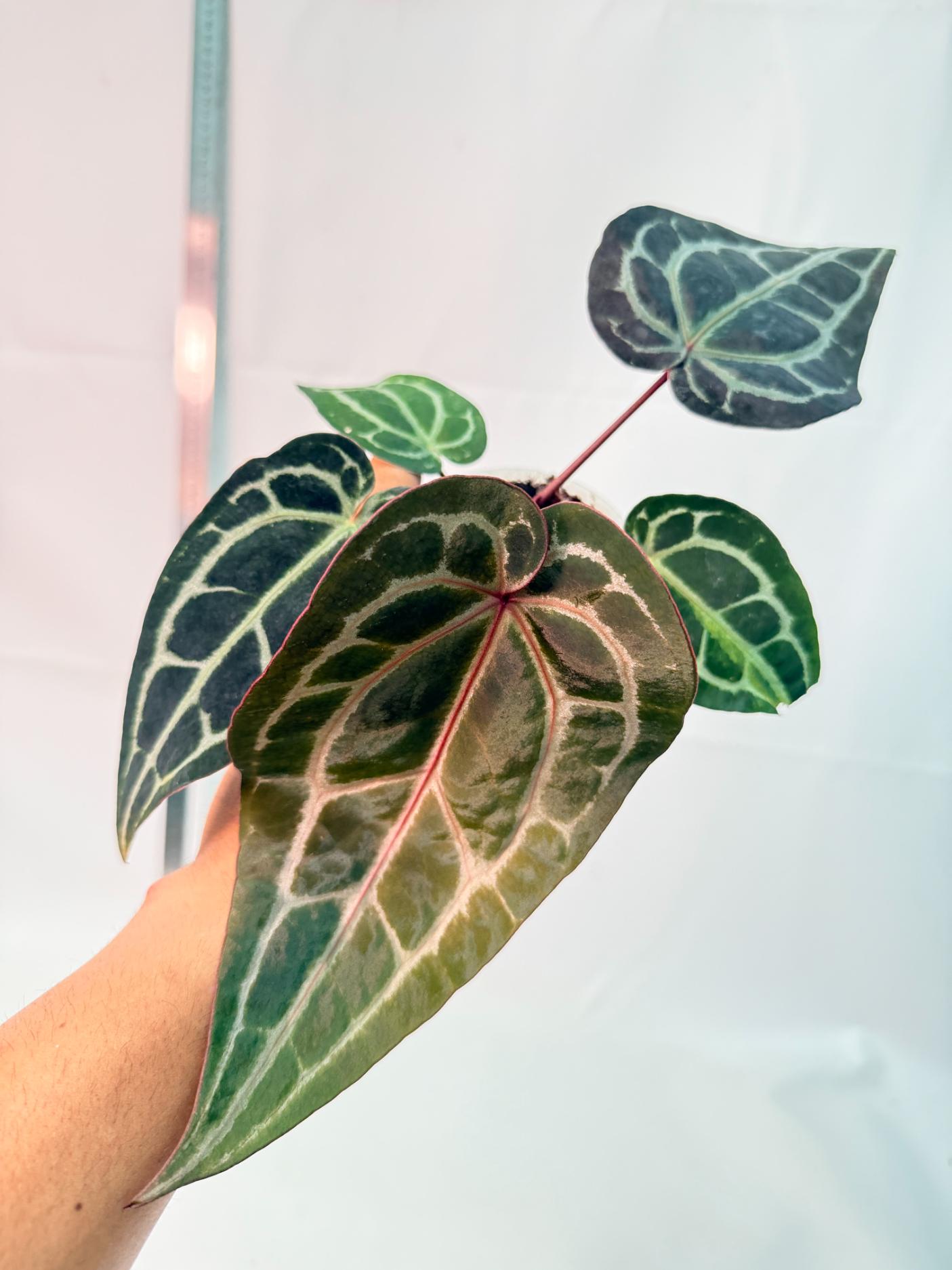 Anthurium Red Crystallinum 2