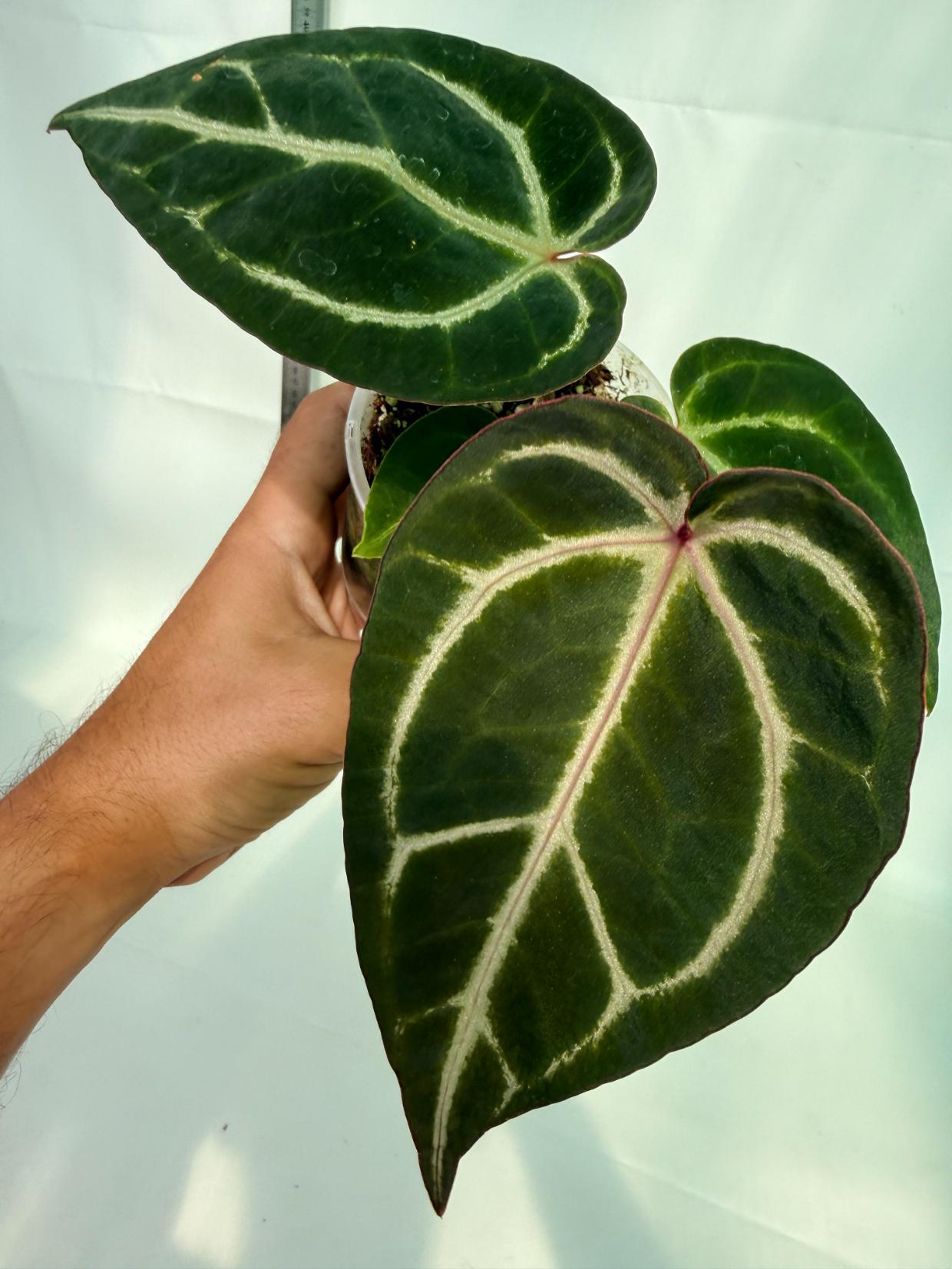 Anthurium Red Crystallinum x Dorayaki 2