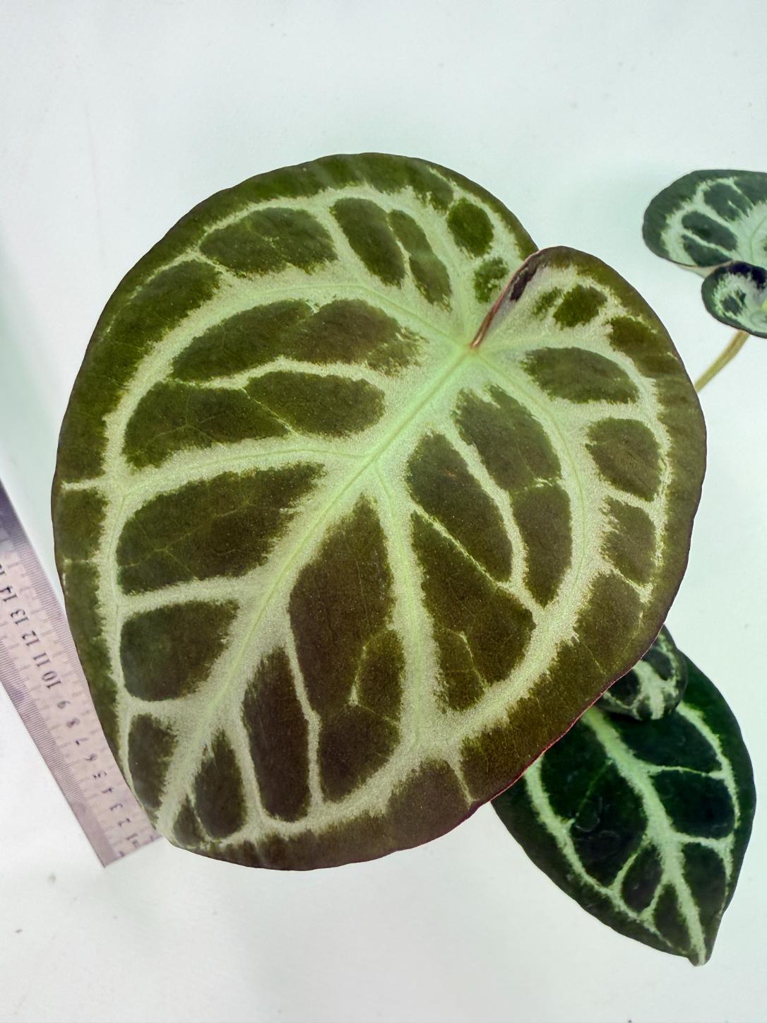 Anthurium Red Crystallinum x Dorayaki 2