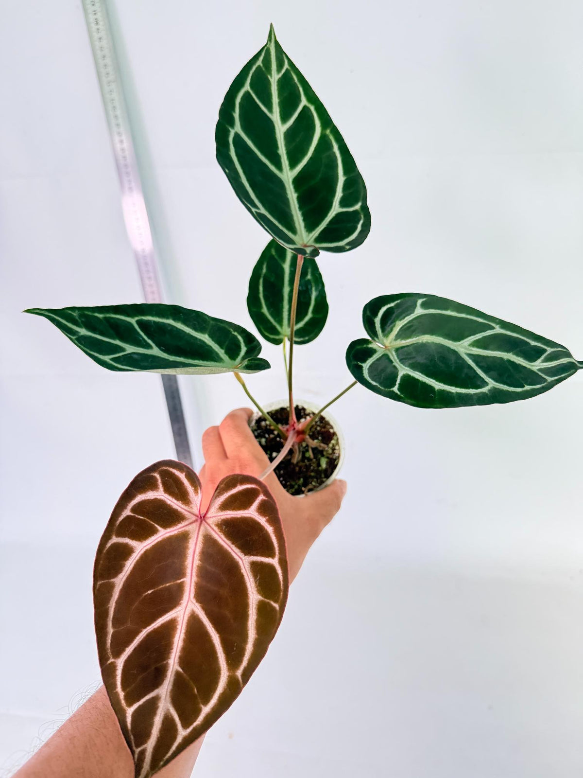 Anthurium Red Crystallinum x Dorayaki 2