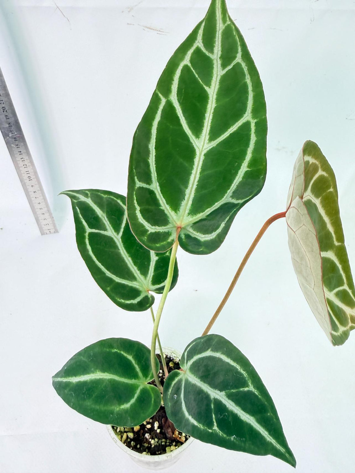 Anthurium Dark Phoenix 4