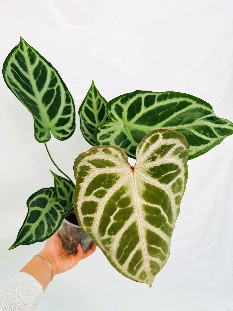 Anthurium Red Crystallinum x Silver Blush | Welovetropicalplants