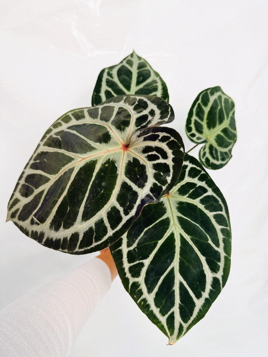ア*レ様 Anthurium RVDP × Red Crystallinum Anthurium Red