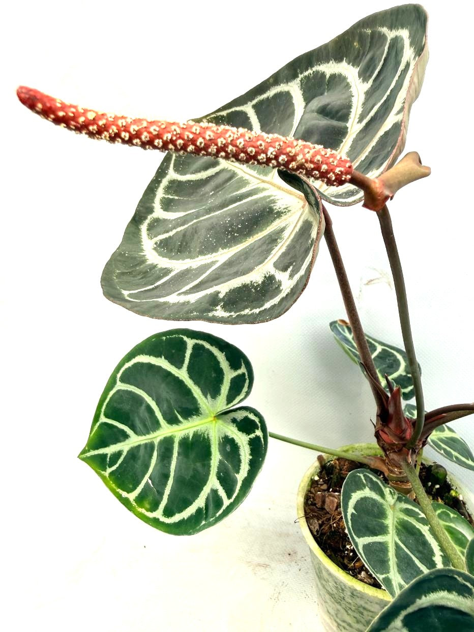 Anthurium Red Crystallinum x Silver Blush 2