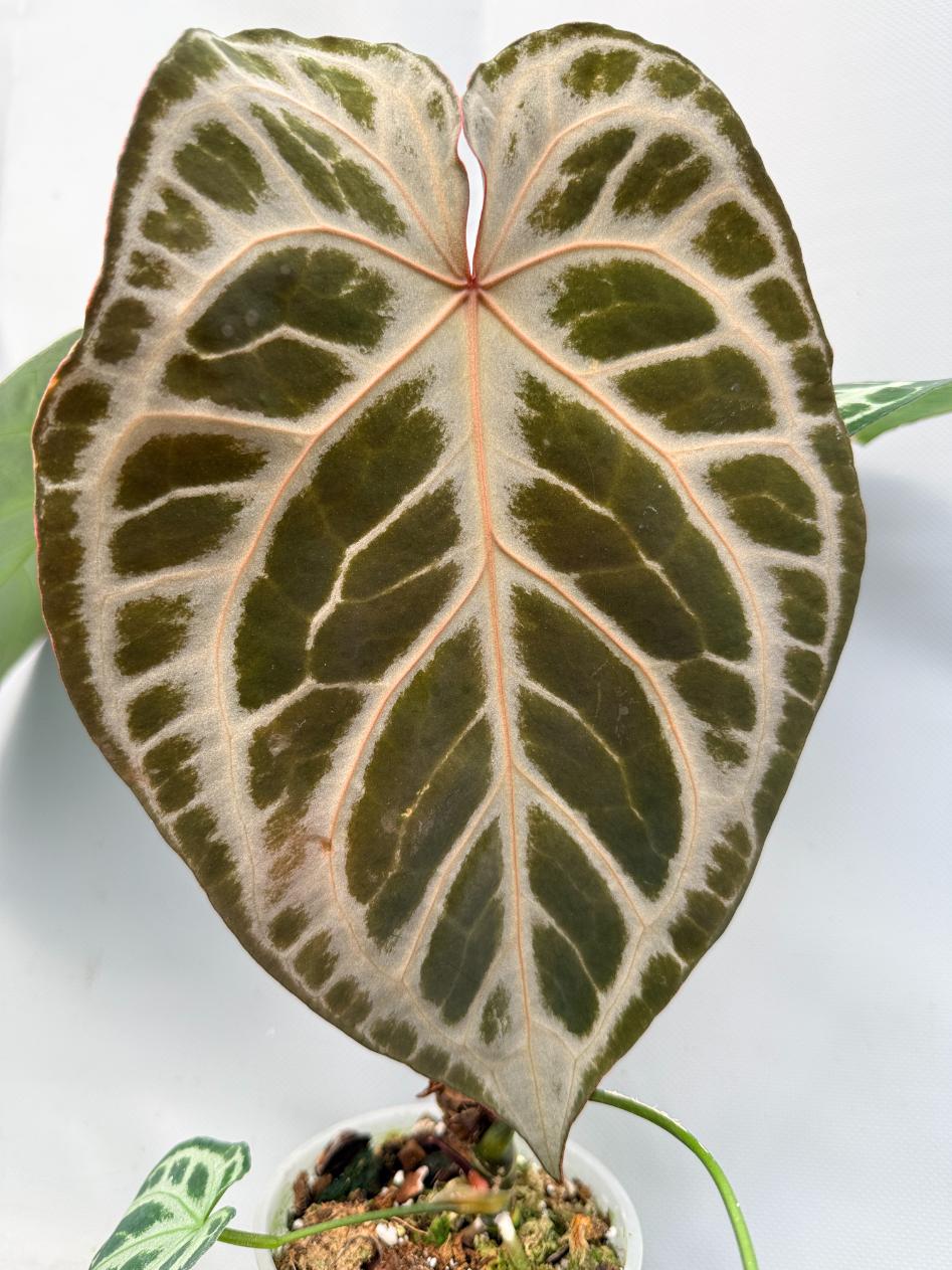 Anthurium Red Crystallinum x Silver Blush | Welovetropicalplants