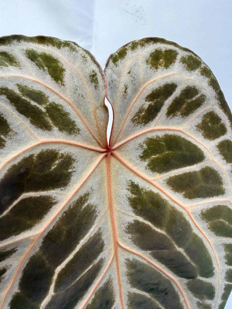 Anthurium Red Crystallinum x Silver Blush 9
