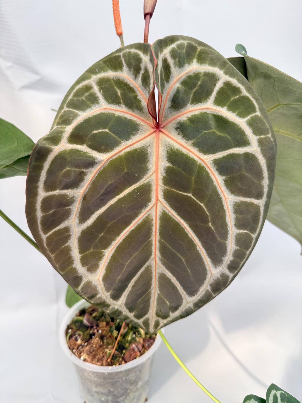 Anthurium Red Crystallinum x Silver Blush | Welovetropicalplants
