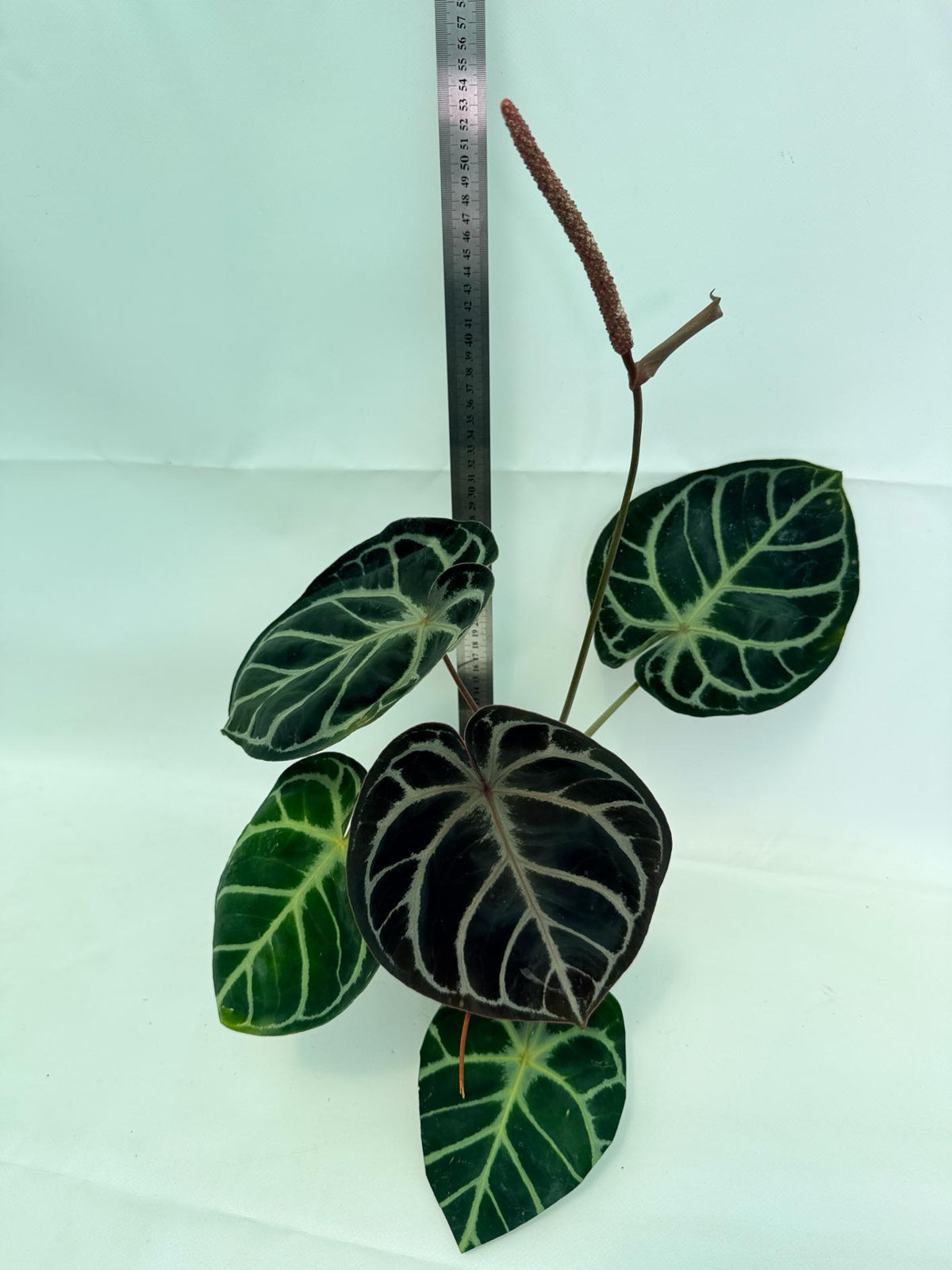 Anthurium Red Crystallinum x Silver Blush 08