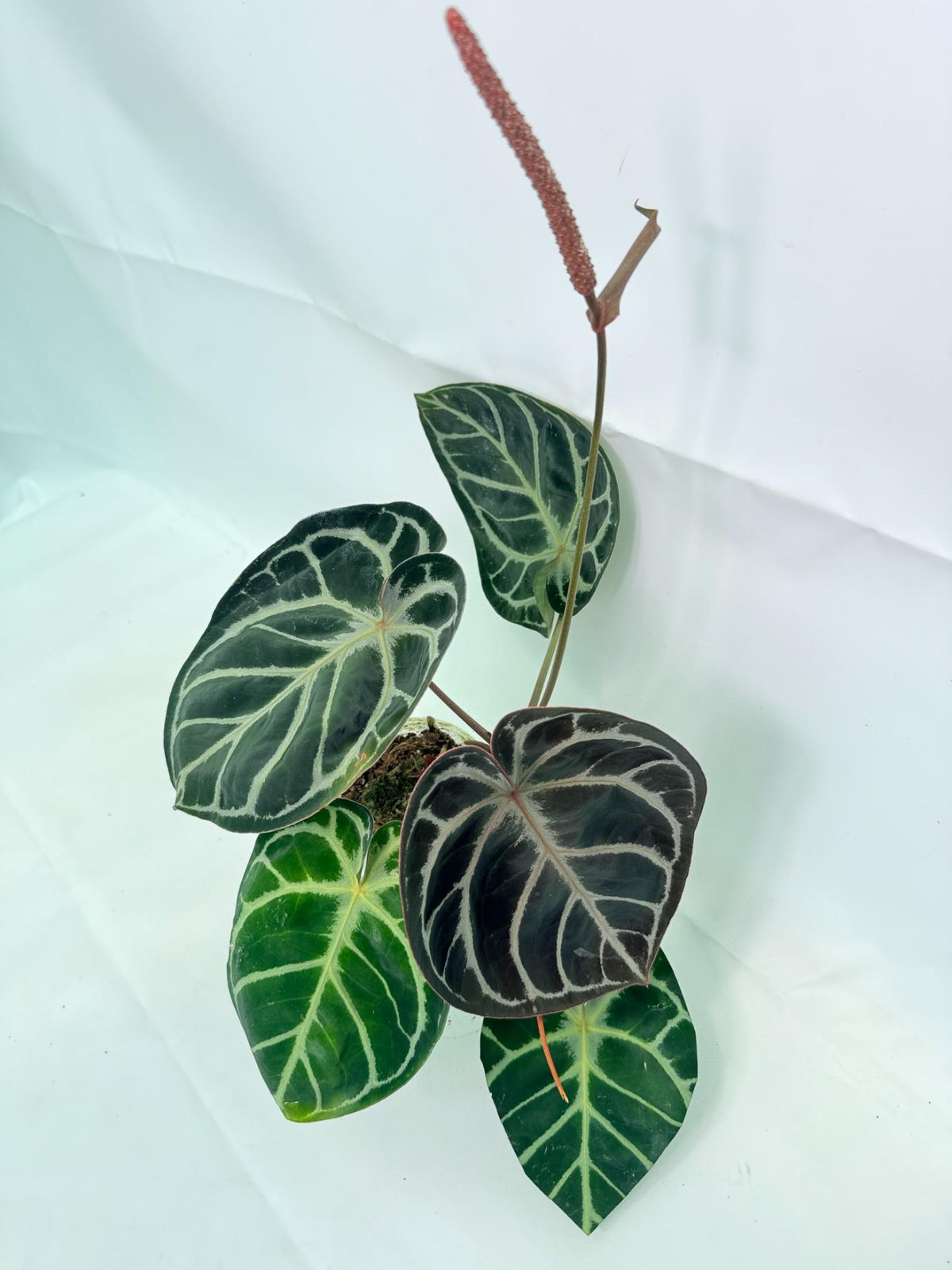 Anthurium Red Crystallinum x Silver Blush 07