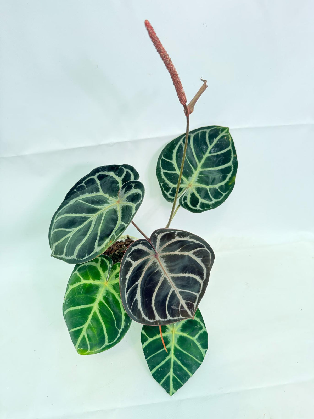Anthurium Red Crystallinum x Silver Blush 01