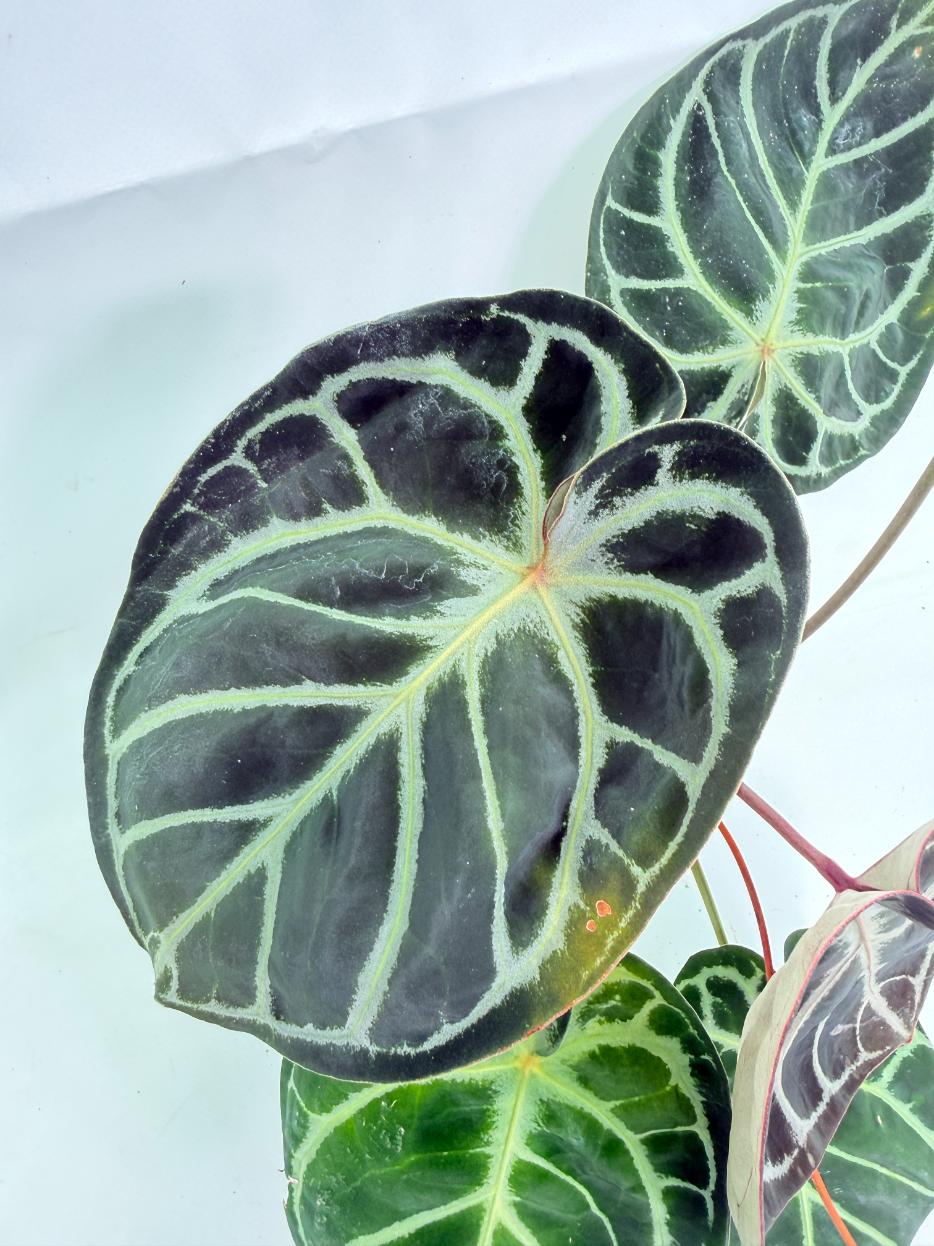 Anthurium Red Crystallinum x Silver Blush 03