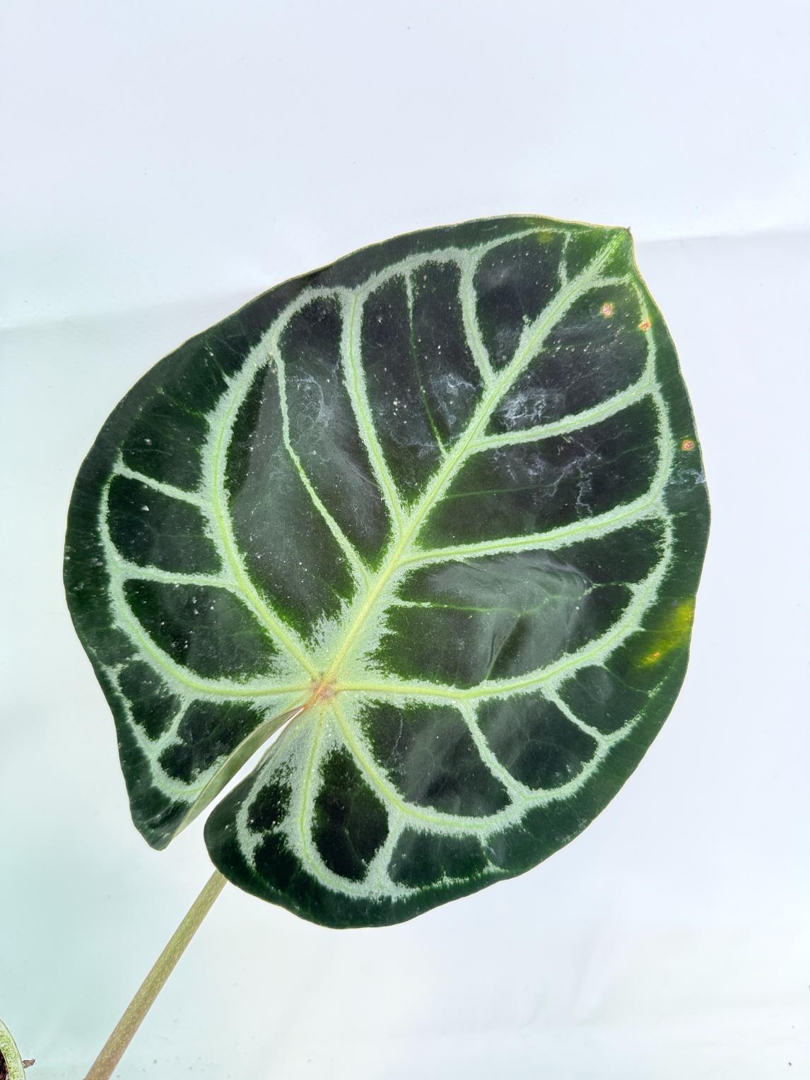 Anthurium Red Crystallinum x Silver Blush 04