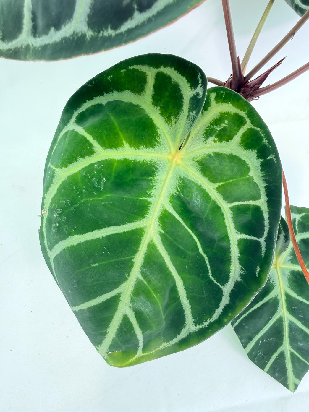 Anthurium Red Crystallinum x Silver Blush 05