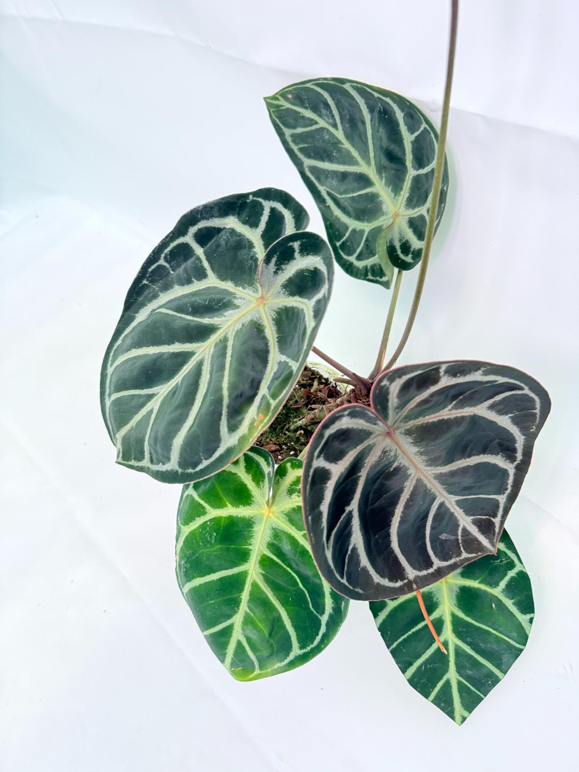 Anthurium Red Crystallinum x Silver Blush 06