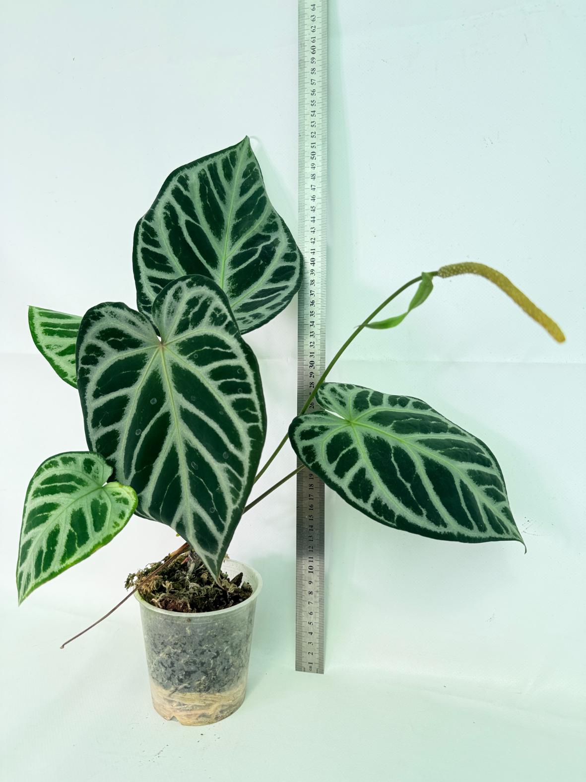 Anthurium Red Crystallinum x Silver Blush 01