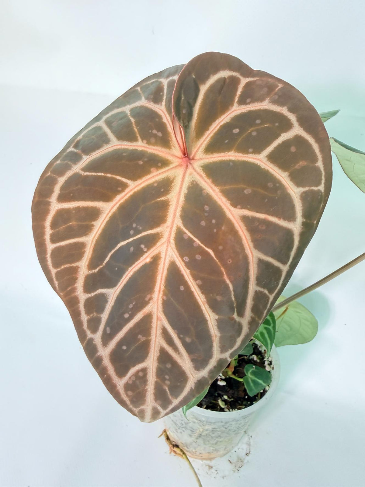 Anthurium Red Crystallinum x Silver Blush 02