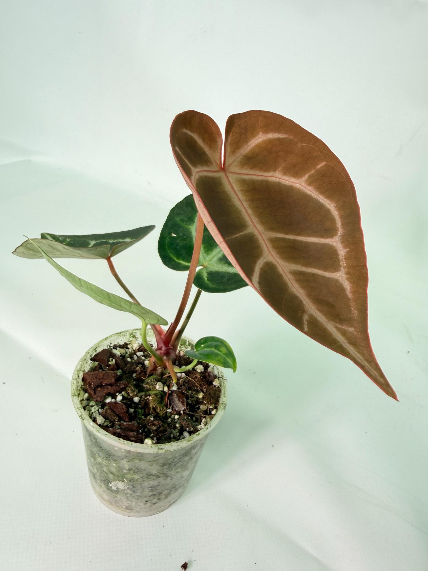 Anthurium Red Crystallinum x Dorayaki 08