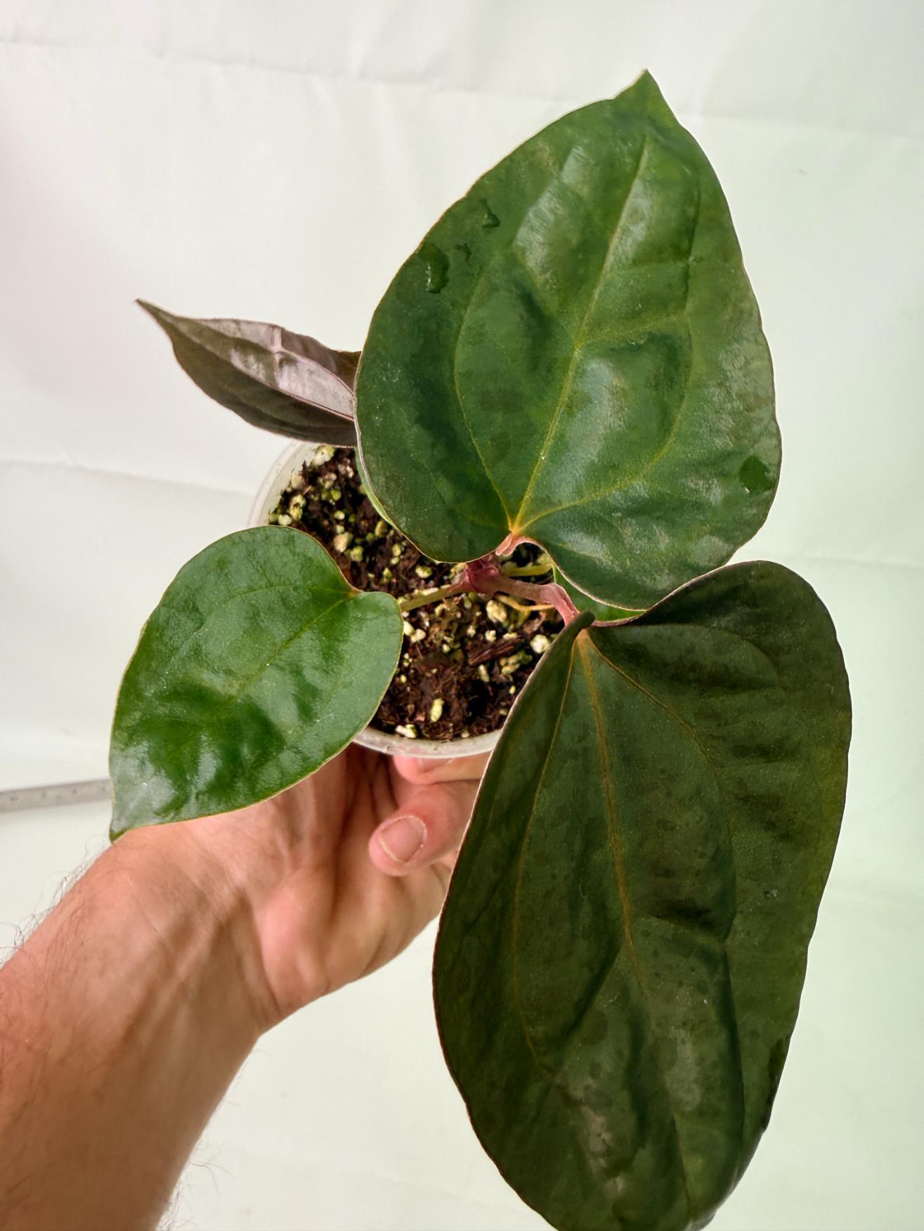 Anthurium Red Vein Dark Phoenix x Red Vein Dark Sweetheart 2