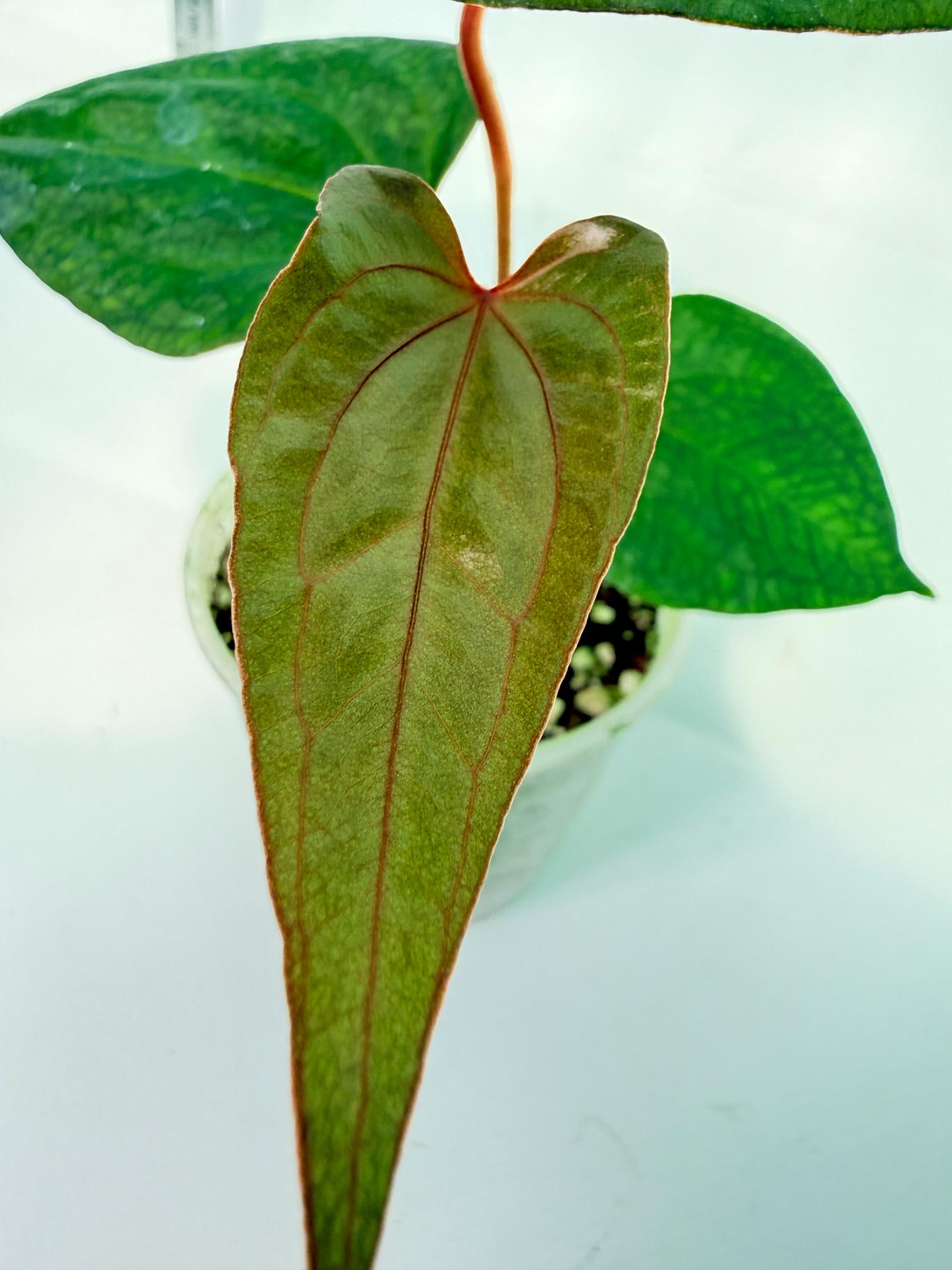 Anthurium Red Vein Dark Phoenix x Red Vein Dark Sweetheart 2