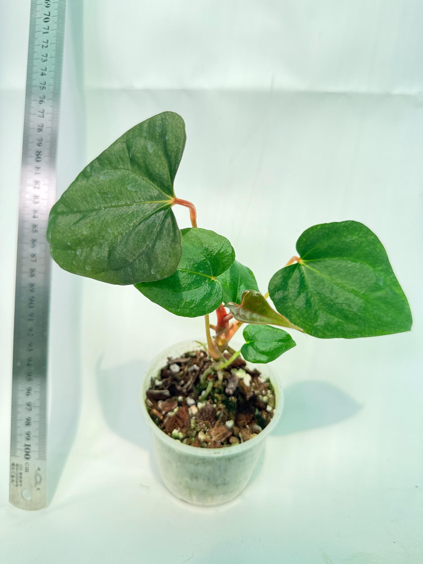 Anthurium Red Vein Dark Phoenix x Red Vein Dark Sweetheart