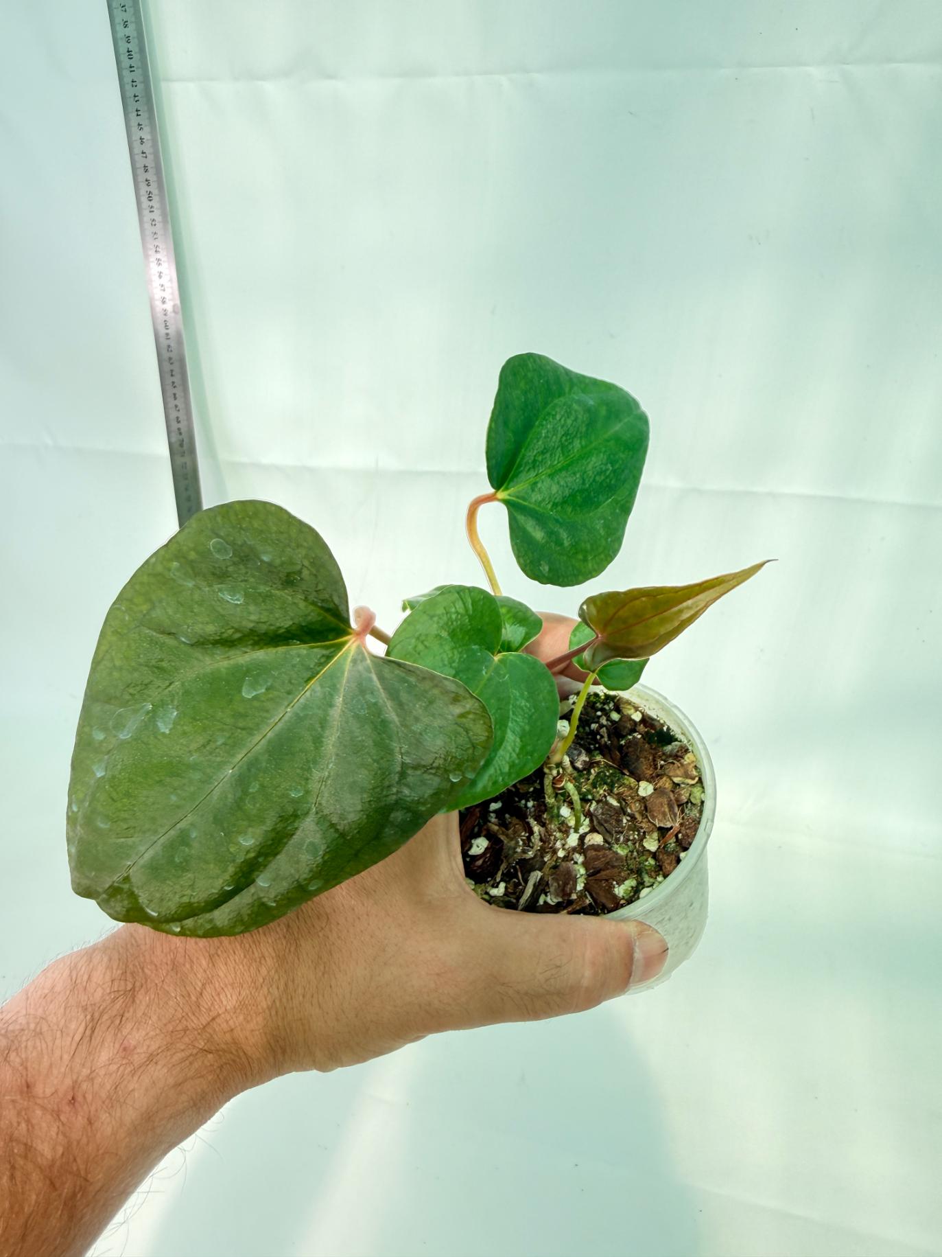 Anthurium Red Vein Dark Phoenix x Red Vein Dark Sweetheart 2