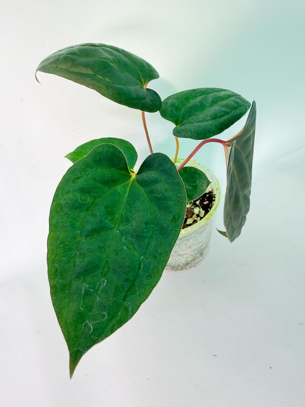 Anthurium Red Vein Dark Phoenix x Red Vein Dark Sweetheart 01